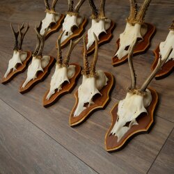 10 Roe Deer Antlers, Male Roe Deer on Trophy Plates, Roe Deer, Male Roe Deer Antlers 22.1421