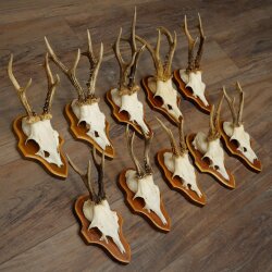 10 Roe Deer Antlers, Male Roe Deer on Trophy Plates, Roe Deer, Male Roe Deer Antlers 22.1421