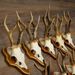 10 Roe Deer Antlers, Male Roe Deer on Trophy Plates, Roe Deer, Male Roe Deer Antlers 22.1421