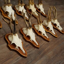 10 Roe Deer Antlers, Male Roe Deer on Trophy Plates, Roe Deer, Male Roe Deer Antlers 22.1421