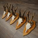5 Roe Deer Antlers, Roe Deer Bucks on Trophy Plates, Roe Deer, Roe Deer Buck, Antlers 22.1422