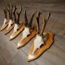5 Roe Deer Antlers, Roe Deer Bucks on Trophy Plates, Roe Deer, Roe Deer Buck, Antlers 22.1422
