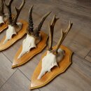 5 Roe Deer Antlers, Roe Deer Bucks on Trophy Plates, Roe Deer, Roe Deer Buck, Antlers 22.1422
