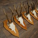 5 Roe Deer Antlers, Roe Deer Bucks on Trophy Plates, Roe Deer, Roe Deer Buck, Antlers 22.1422