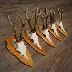 5 Roe Deer Antlers, Roe Deer Bucks on Trophy Plates, Roe Deer, Roe Deer Buck, Antlers 22.1422