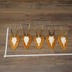 5 Roe Deer Antlers, Roe Deer Bucks on Trophy Plates, Roe Deer, Roe Deer Buck, Antlers 22.1422