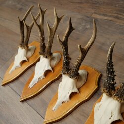 5 Roe Deer Antlers, Roe Deer Bucks on Trophy Plates, Roe Deer, Roe Deer Buck, Antlers 22.1422