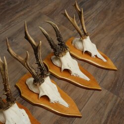 5 Roe Deer Antlers, Roe Deer Bucks on Trophy Plates, Roe Deer, Roe Deer Buck, Antlers 22.1422