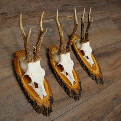 3 Roe Deer Antlers on Acacia Wood Signs: Roe Deer, Roe Deer Bucks, Antlers 22.1423