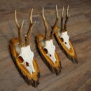 3 Roe Deer Antlers on Acacia Wood Signs: Roe Deer, Roe Deer Bucks, Antlers 22.1423