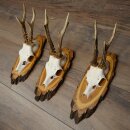 3 Roe Deer Antlers on Acacia Wood Signs: Roe Deer, Roe Deer Bucks, Antlers 22.1423