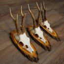 3 Roe Deer Antlers on Acacia Wood Signs: Roe Deer, Roe Deer Bucks, Antlers 22.1423