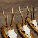 3 Roe Deer Antlers on Acacia Wood Signs: Roe Deer, Roe Deer Bucks, Antlers 22.1423