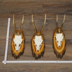 3 Roe Deer Antlers on Acacia Wood Signs: Roe Deer, Roe Deer Bucks, Antlers 22.1423
