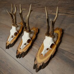 3 Roe Deer Antlers on Acacia Wood Signs: Roe Deer, Roe Deer Bucks, Antlers 22.1423