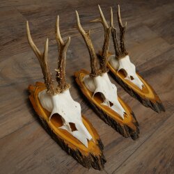 3 Roe Deer Antlers on Acacia Wood Signs: Roe Deer, Roe Deer Bucks, Antlers 22.1423