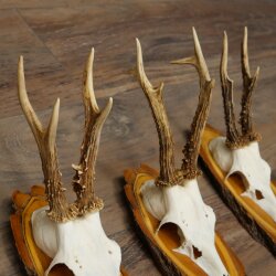 3 Roe Deer Antlers on Acacia Wood Signs: Roe Deer, Roe Deer Bucks, Antlers 22.1423