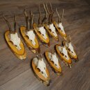 Rehgeweihe 9 Stück Rehböcke auf Baum Scheiben...