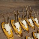 9-Piece Set of Roe Deer Antlers on a Tree, "Vintage" Roe Deer Antlers 22.1424