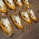 9-Piece Set of Roe Deer Antlers on a Tree, "Vintage" Roe Deer Antlers 22.1424