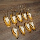 9-Piece Set of Roe Deer Antlers on a Tree, "Vintage" Roe Deer Antlers 22.1424