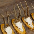 9-Piece Set of Roe Deer Antlers on a Tree, "Vintage" Roe Deer Antlers 22.1424