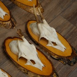 9-Piece Set of Roe Deer Antlers on a Tree, "Vintage" Roe Deer Antlers 22.1424