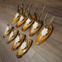 9-Piece Set of Roe Deer Antlers on a Tree, "Vintage" Roe Deer Antlers 22.1424