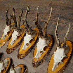 9-Piece Set of Roe Deer Antlers on a Tree, "Vintage" Roe Deer Antlers 22.1424