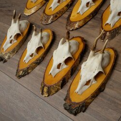 9-Piece Set of Roe Deer Antlers on a Tree, "Vintage" Roe Deer Antlers 22.1424