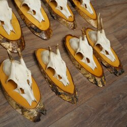 9-Piece Set of Roe Deer Antlers on a Tree, "Vintage" Roe Deer Antlers 22.1424