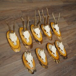 9-Piece Set of Roe Deer Antlers on a Tree, "Vintage" Roe Deer Antlers 22.1424