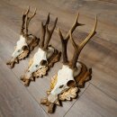 Rehgeweihe 3 Stück Rehböcke auf geschnitzten Trophäenschilder Rehe Reh Bock Geweihe 22.1427