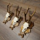 Rehgeweihe 3 Stück Rehböcke auf geschnitzten Trophäenschilder Rehe Reh Bock Geweihe 22.1427