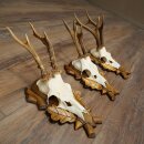 Rehgeweihe 3 Stück Rehböcke auf geschnitzten Trophäenschilder Rehe Reh Bock Geweihe 22.1427