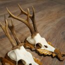 Rehgeweihe 3 Stück Rehböcke auf geschnitzten Trophäenschilder Rehe Reh Bock Geweihe 22.1427