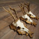 Rehgeweihe 3 Stück Rehböcke auf geschnitzten Trophäenschilder Rehe Reh Bock Geweihe 22.1427