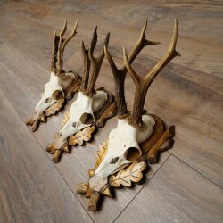 Rehgeweihe 3 Stück Rehböcke auf geschnitzten Trophäenschilder Rehe Reh Bock Geweihe 22.1427