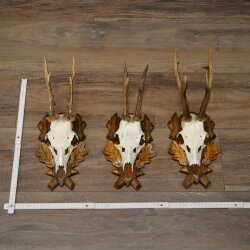 Rehgeweihe 3 Stück Rehböcke auf geschnitzten Trophäenschilder Rehe Reh Bock Geweihe 22.1427