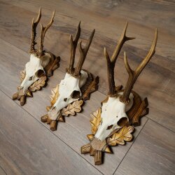 Rehgeweihe 3 Stück Rehböcke auf geschnitzten Trophäenschilder Rehe Reh Bock Geweihe 22.1427
