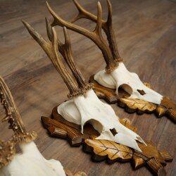 Rehgeweihe 3 Stück Rehböcke auf geschnitzten Trophäenschilder Rehe Reh Bock Geweihe 22.1427