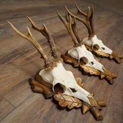 Rehgeweihe 3 Stück Rehböcke auf geschnitzten Trophäenschilder Rehe Reh Bock Geweihe 22.1427