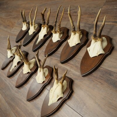 11 Roe Deer Antlers—Older Male Roe Deer, Male Roe Deer, Roe Deer Antler Set on Trophy Plaques 21,490