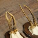11 Roe Deer Antlers—Older Male Roe Deer, Male Roe Deer, Roe Deer Antler Set on Trophy Plaques 21,490