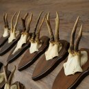 11 Roe Deer Antlers—Older Male Roe Deer, Male Roe Deer, Roe Deer Antler Set on Trophy Plaques 21,490