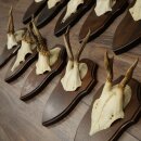 11 Roe Deer Antlers—Older Male Roe Deer, Male Roe Deer, Roe Deer Antler Set on Trophy Plaques 21,490