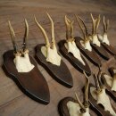 11 Roe Deer Antlers—Older Male Roe Deer, Male Roe Deer, Roe Deer Antler Set on Trophy Plaques 21,490