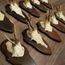 11 Roe Deer Antlers—Older Male Roe Deer, Male Roe Deer, Roe Deer Antler Set on Trophy Plaques 21,490