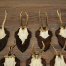 11 Roe Deer Antlers—Older Male Roe Deer, Male Roe Deer, Roe Deer Antler Set on Trophy Plaques 21,490