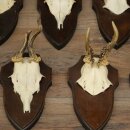 11 Roe Deer Antlers—Older Male Roe Deer, Male Roe Deer, Roe Deer Antler Set on Trophy Plaques 21,490